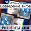 Возведение Тигра viagra5